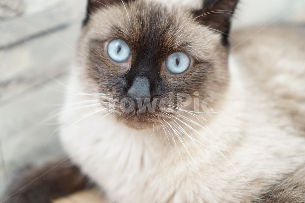 고양이,샴고양이,집고양이,반려묘,개냥이,동물,animal,포유류,mammal,고양이,cat,kitten,kitty