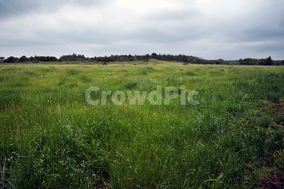 갑마장길,제주도,표선면,가시리,트레일,초원,자연,풍경,nature,landscape