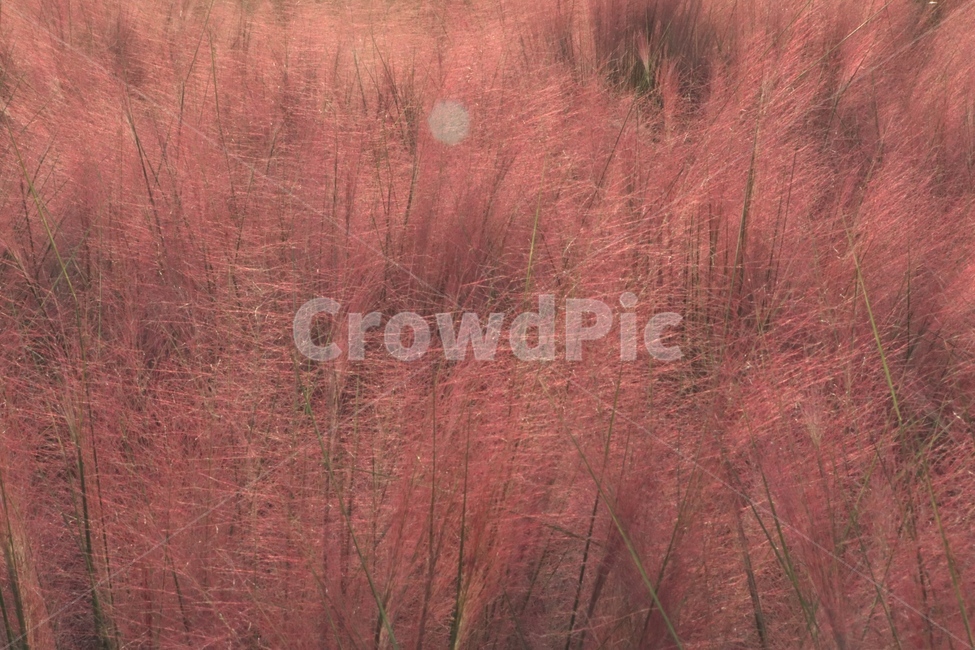 핑크뮬리,풍경,plant,식물,vegetation,초목,forest,숲,nature,자연,tree,나무,flower,축제
