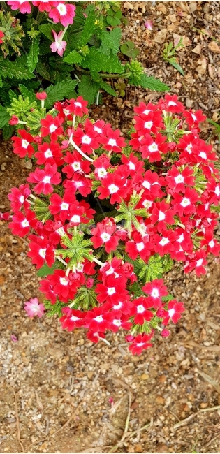 꽃,식물원,식물,붉은꽃,봄꽃,식물,자연,plants,nature,꽃,flower