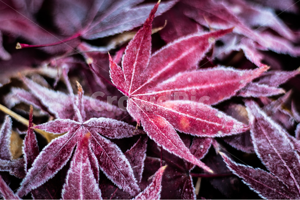 가을,낙엽,단풍,이슬,성에,가을,계절,fall,autumn,season,겨울,winter,leaf,잎,plant,식물
