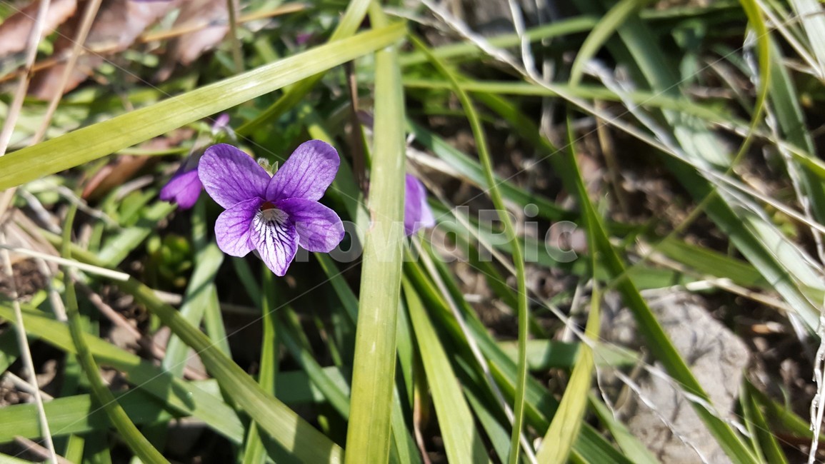 제비꽃,봄꽃,flower,식물,자연,보라색,봄소식,접사,NATURE