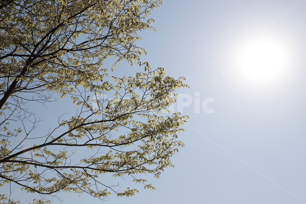 해,햇빛,태양,나무배경,글씨배경,자연,빛,sunlight