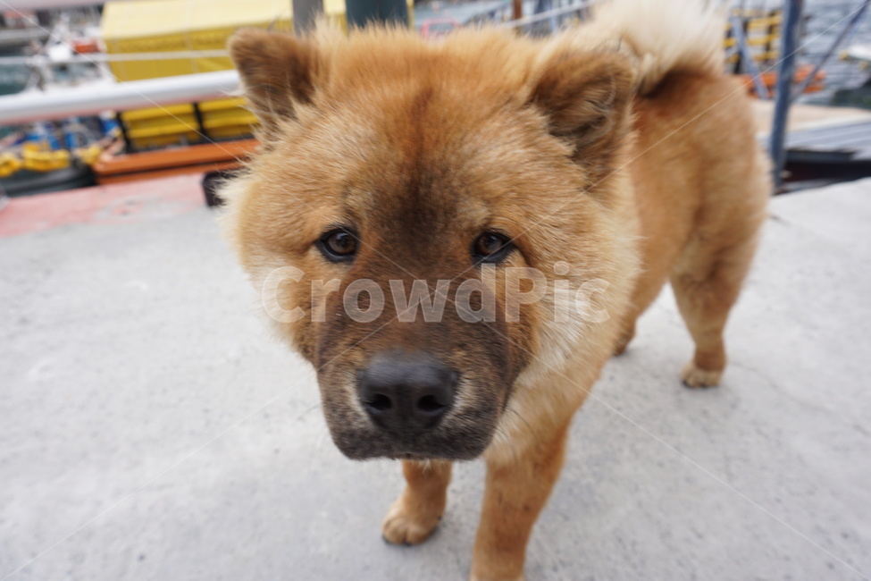 동물,개,animal,pet,dog,강아지,동물,animal,포유류,mammal,개,강아지,dog,doggy