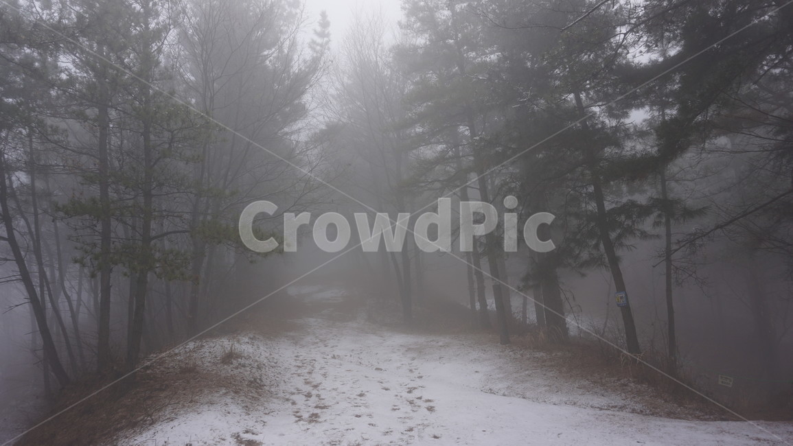나무,숲,산,안개,겨울,눈
