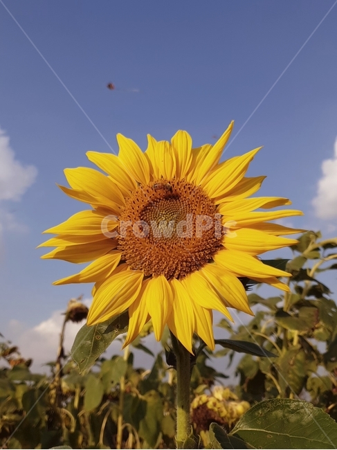 해바라기,꽃,가을,벌,식물,flower,식물,자연,plants,nature,꽃,flower