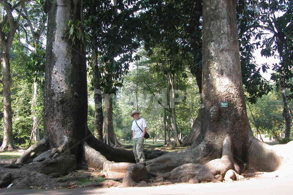 나무,큰나무,tree,bigtree,botanicgarden,bogor,istanabogor,식물원