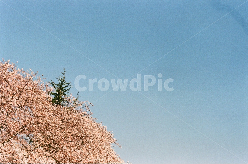 필름사진,감성사진,봄,벚꽃,하지만꽃,감성,mood,flower,tree,sky,emtion,sensible,봄,계절,spring,season,자연,풍경,nature,landscape,감성,sensible,feeling,plant,식물,나무
