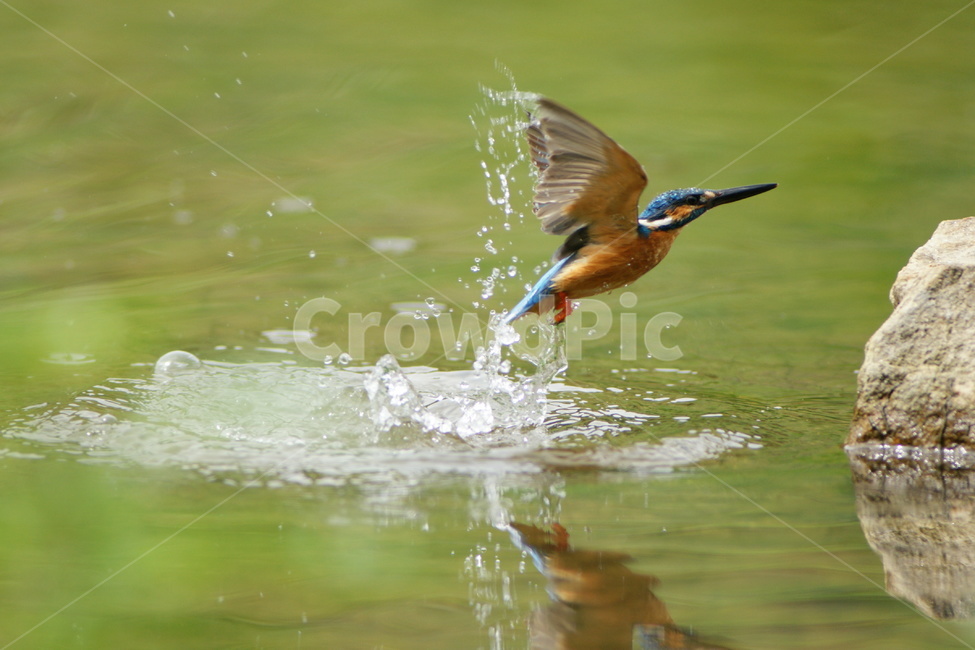 물총새,여름새,조류,철새,총알,동물,animal,조류,새,birds