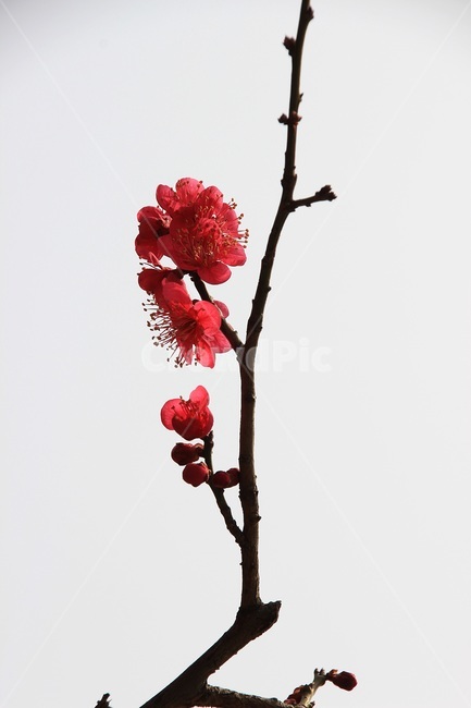 매화,홍매화,식물,꽃,flower,식물,자연,plants,nature,꽃,flower