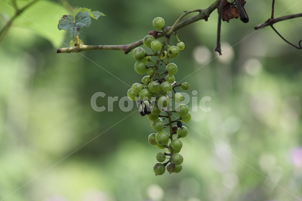 머루,산포도,열매,포도과,crimsongloryvine