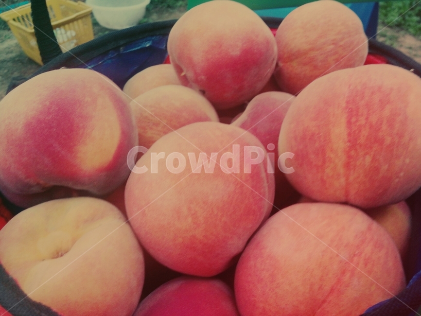 복숭아,과일,배경,카드,분홍,피치,음식,식재료,요리,food,cook,meal,dishes,food reserves,과일,열매,fruit