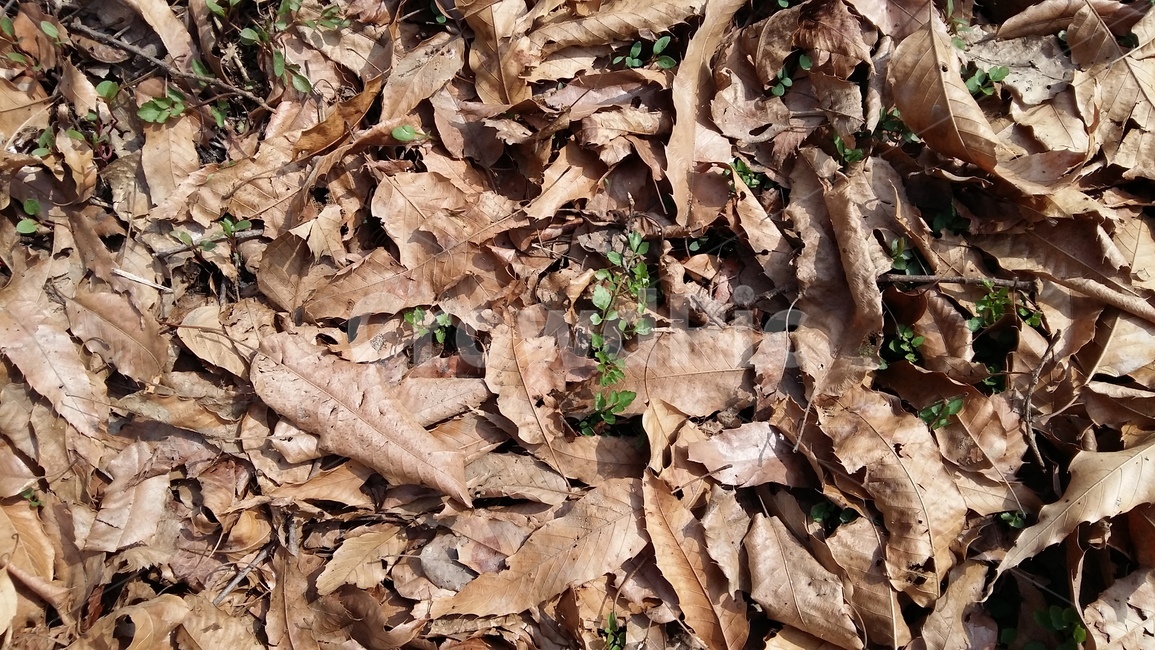 봄,새싹,봄나물,로제트,풀,식물,자연,plants,nature