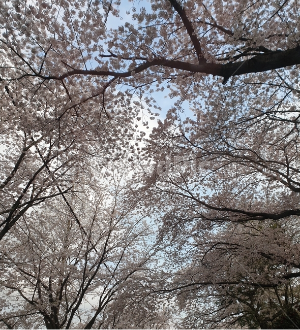 봄꽃,벚꽃,봄,4월,꽃망울