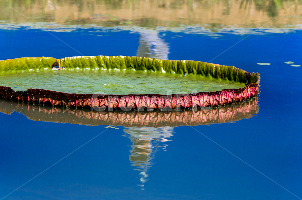 반여,가시연꽃,문양,무늬,연못,식물,자연,plants,nature