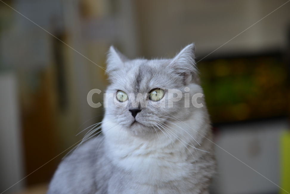 고양이,동물,눈,페르시안,귀여움,반려동물,애완동물,반려묘,동물,animal,포유류,mammal,고양이,cat,kitten,kitty