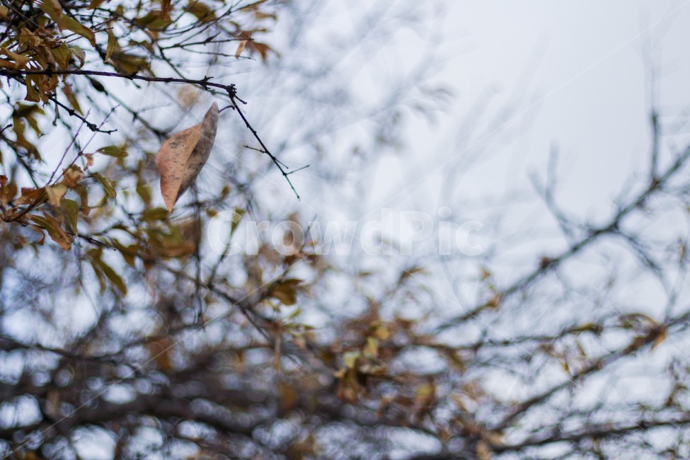 나뭇잎,겨울,낙엽,쓸쓸한,차분한,마지막잎새,자연,leaf,winter,lonely,calm,가을,계절,fall,autumn,season