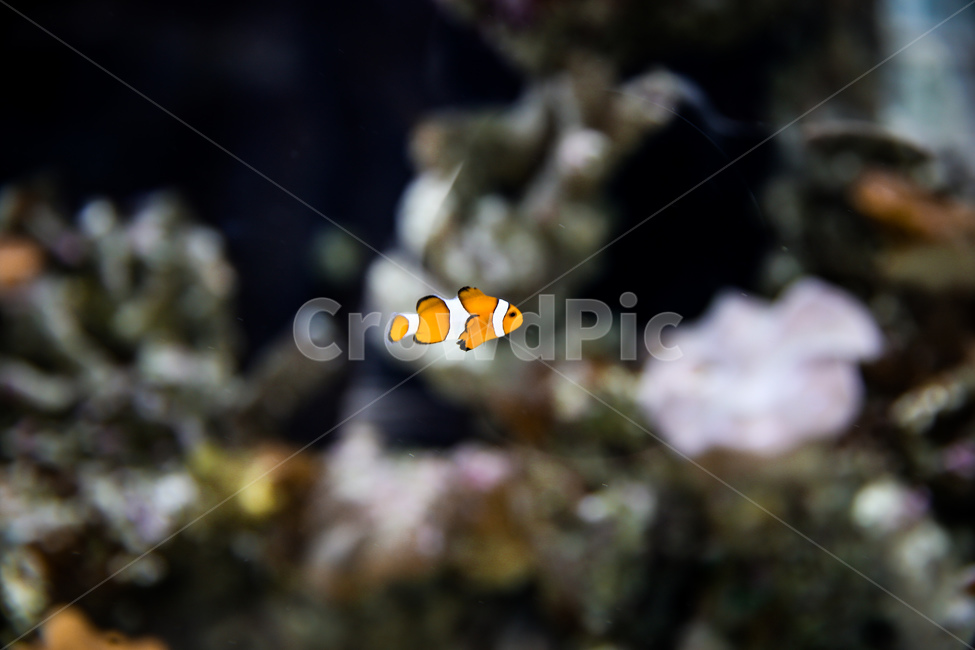 관상어,열대어,니모,아쿠아리움,물고기,바탕화면,동물,animal,어류,물고기,fish