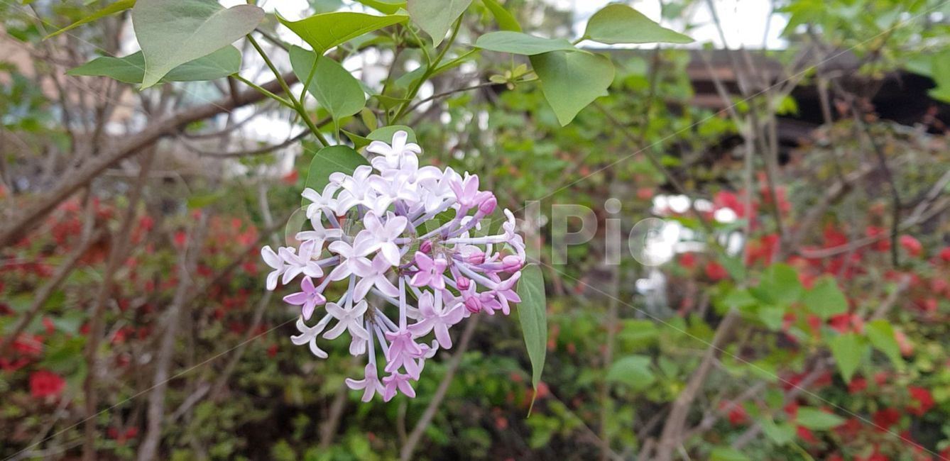 봄,blossom,flower,식물,plant,꽃,nature,자연,서양수수꽃다리