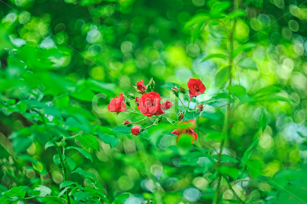 장미꽃,장미,꽃,빨강색,빨강,초록색,초록,아웃포커스,식물,자연,여름,아름다움,사랑,정열,보케,빛망울,식물,자연,plants,nature,꽃,flower