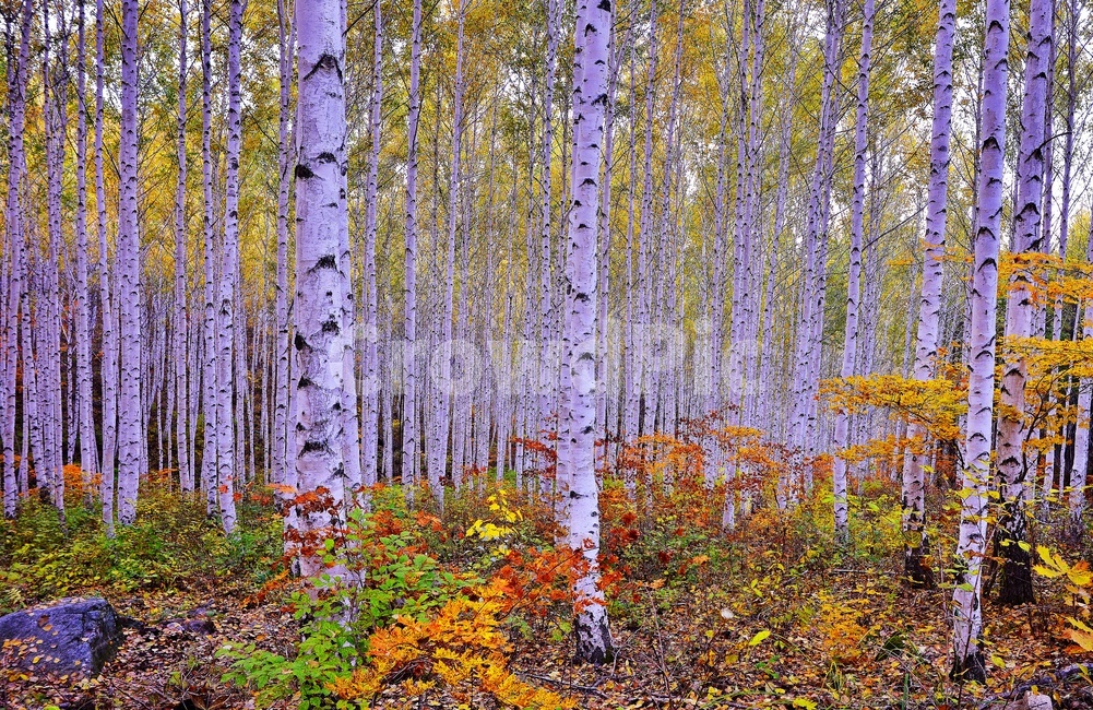 강원도,인제,자작나무,자작나무숲,가을,계절,추색,단풍,추경,tree,나무,plant,식물,birch,자작나무,원대리,단풍숲,나무,trees,wood