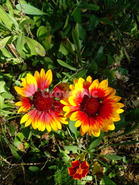 꽃,식물,flower,plant,꽃잎,천인국,식물,자연,plants,nature,꽃,flower