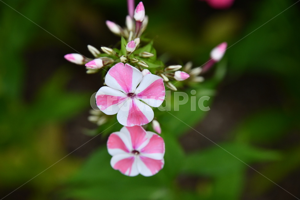 꽃,flower,자연,식물,색상,색깔,감성