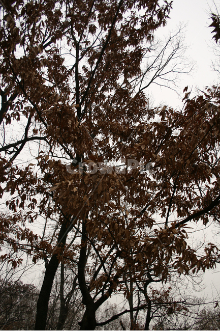겨울,나무,낙엽,풍경,식물,plants,nature,식물,자연,plants,nature,나무,trees,wood