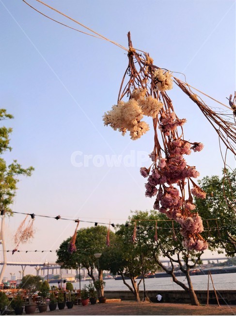 plant,식물,flower,꽃,blossom,건조,dry