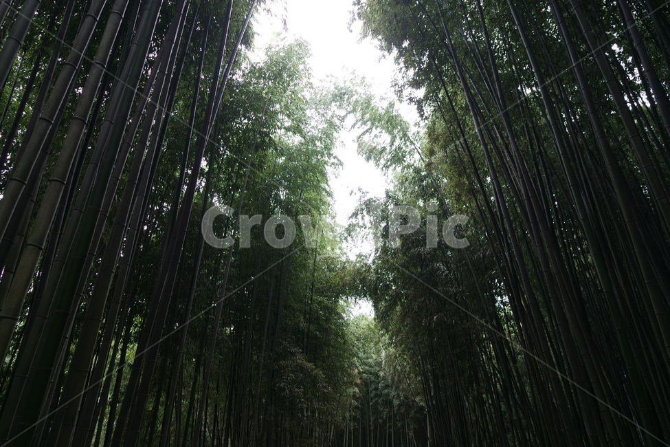 담양,죽녹원,대나무,대나무숲,죽통,숲,풍경,자연,식물,plant,자연,풍경,nature,landscape,나무,trees,wood