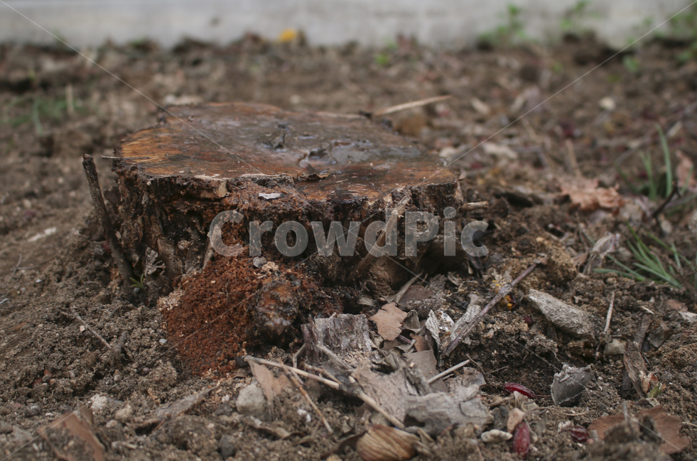 나무,tree,ground,바닥,stump,그루터기