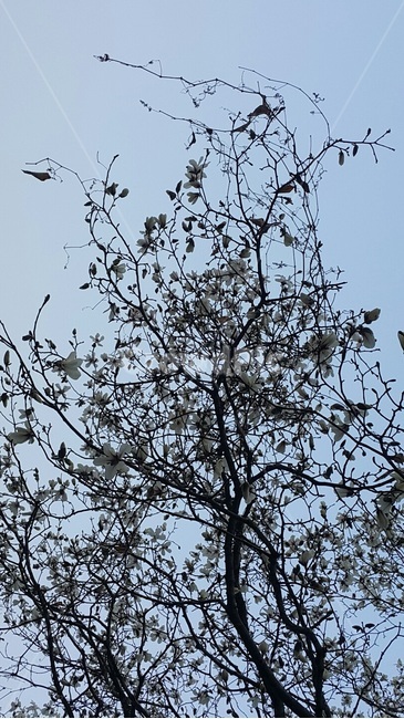 나무,꽃,자연,가지,풍경,나무가지,식물,식물,자연,plants,nature,나무,trees,wood