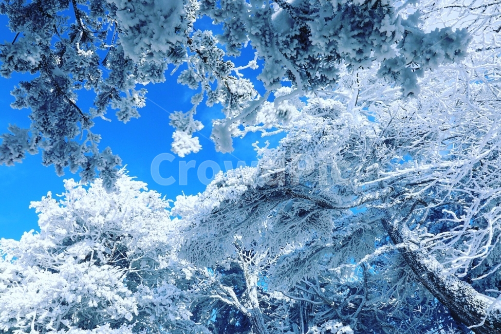 덕유산,눈꽃,상고대,겨울,눈,겨울산,겨울,계절,winter,season,식물,자연,plants,nature,나무,trees,wood