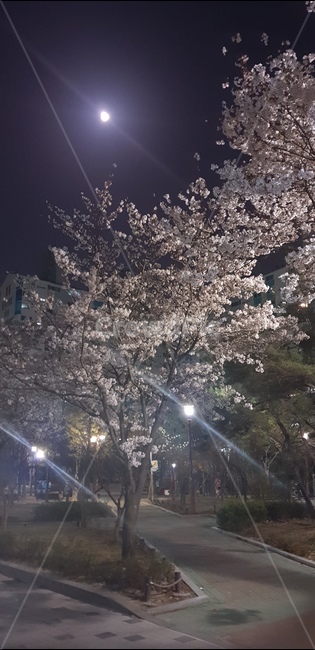 벚꽃,밤,3월,야외,봄,봄,계절,spring,season,야경,밤,풍경,nightscape,night,landscape,light,빛,flare,플레어,plant,식물