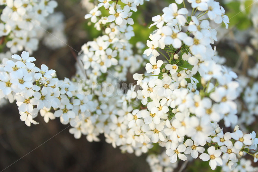 조팝나무,하얀꽃,봄,봄배경,꽃,꽃배경,봄,계절,spring,season,식물,자연,plants,nature,꽃,flower,plant,petal,꽃잎,blossom