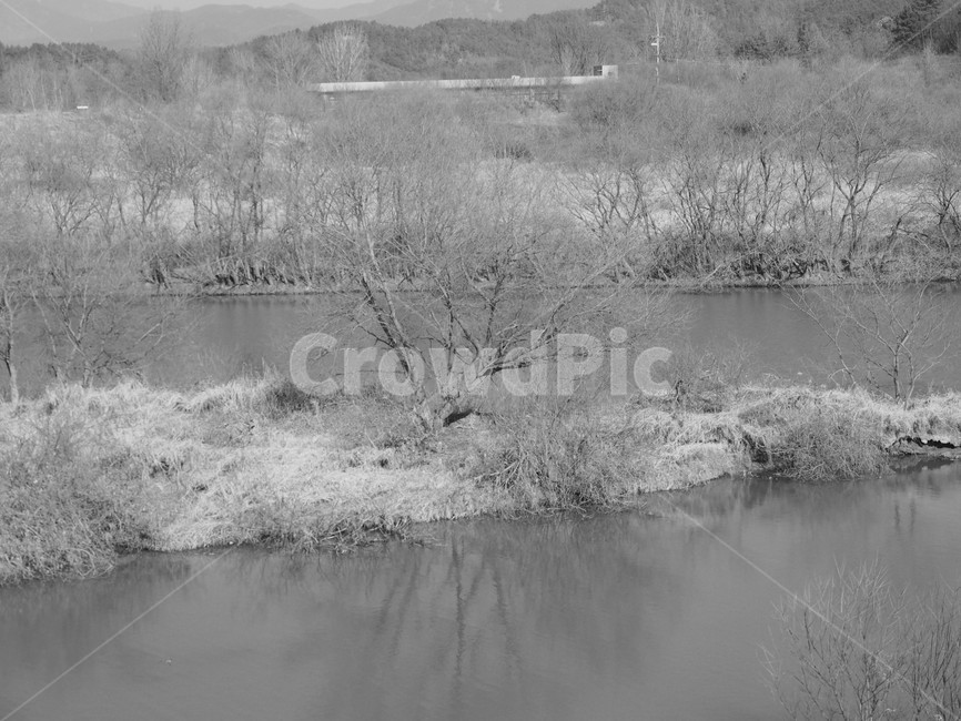 나무,연못,우포늪,경남,창녕,흑백사진,자연,풍경,nature,landscape,흑백,모노톤,monochrome,black and white,land,땅,outdoors,옥외,water,물
