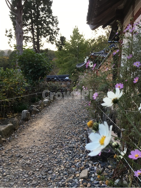 선암사,풍경,가을,낙엽,돌담장,담장,기와,코스모스,산사,산지승원,절,사찰,불교,템플스테이,기도,유네스코,세계문화유산,돌담,산책,돌길,흙길,한국전통,한국문화,korean traditional,korean culture,건축물,건물외관,exterior,building,structure,architecture,construction