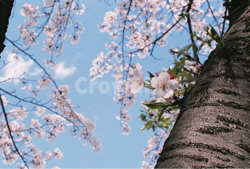 벚꽃,체리블라썸,봄,감성사진,필름사진,식물,자연,plants,nature,꽃,flower,감성,sensible,feeling