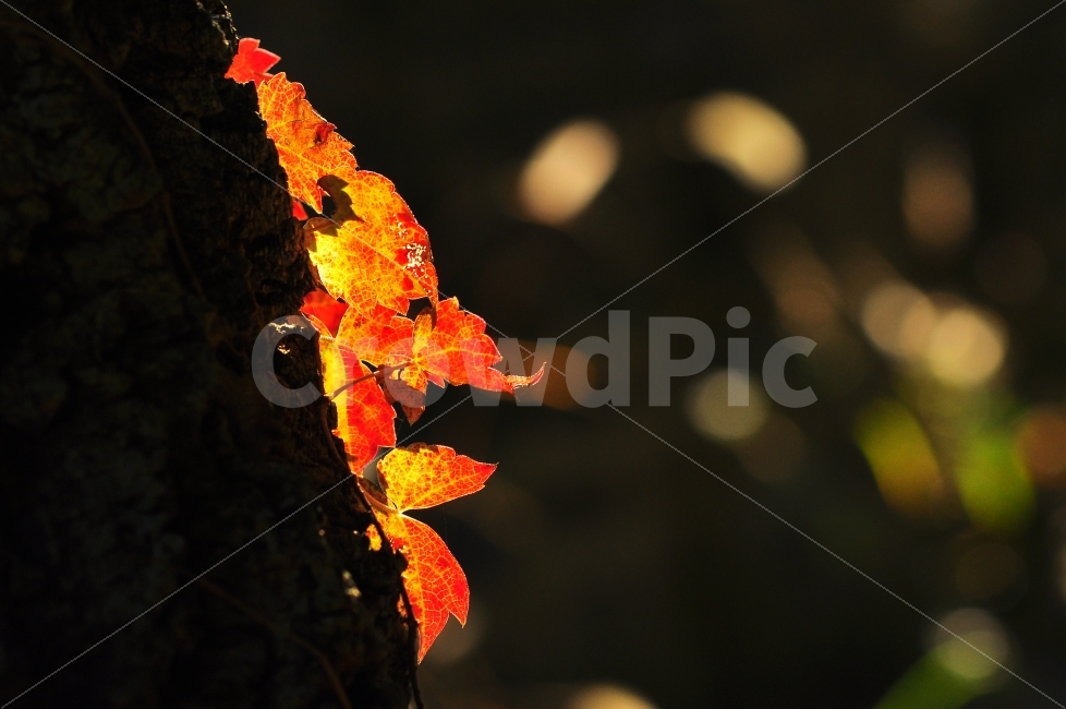 담쟁이덩굴,가을,단풍,단풍잎,시즌,계절,늦가을,leaf,season,시안,디자인,디자이너,출판,편집,책자,서적,사보,카다로그,콘텐츠,리플렛,브로셔,컨셉,콘셉,컨셉트,모바일,팝업,전단,광고,색감,칼라풀,아름다운,뷰티풀,beautiful,sns,ebook,웹,마케팅,마켓팅,감성,필,느낌,서정,나뭇잎,바람,autumn,fall,red,color,emotion,feeling,11월,10월,찬란한,화려한,그림같은,배경,바탕,백그라운드,background,colorful,아웃포커스,빛망울,보케,배경흐림,클로즈업,빨강,역광,나무,식물,노랑,가을,계절,fall,autumn,season,식물,자연,plants,nature,감성,sensible,feeling,잎,plant,tree