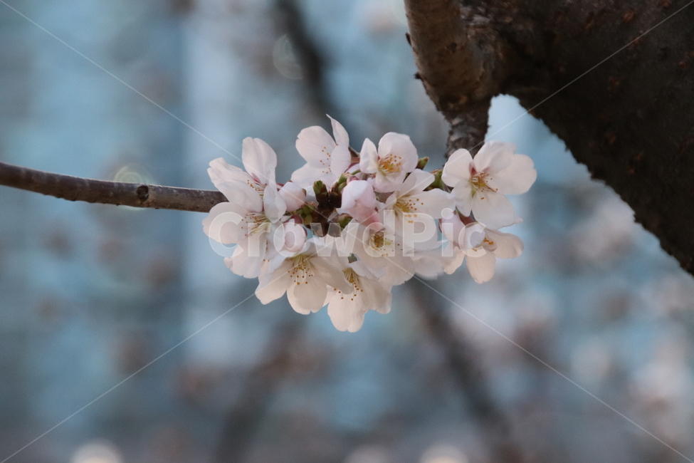 꽃,꽃나무,벚꽃,자연,풍경,봄,계절,spring,season,식물,자연,plants,nature,꽃,flower,plant,blossom