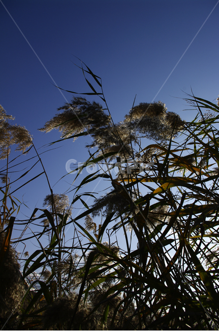 autumn,가을,식물,억새,하늘,가을,계절,fall,autumn,season,식물,자연,plants,nature,grass,잔디,plant