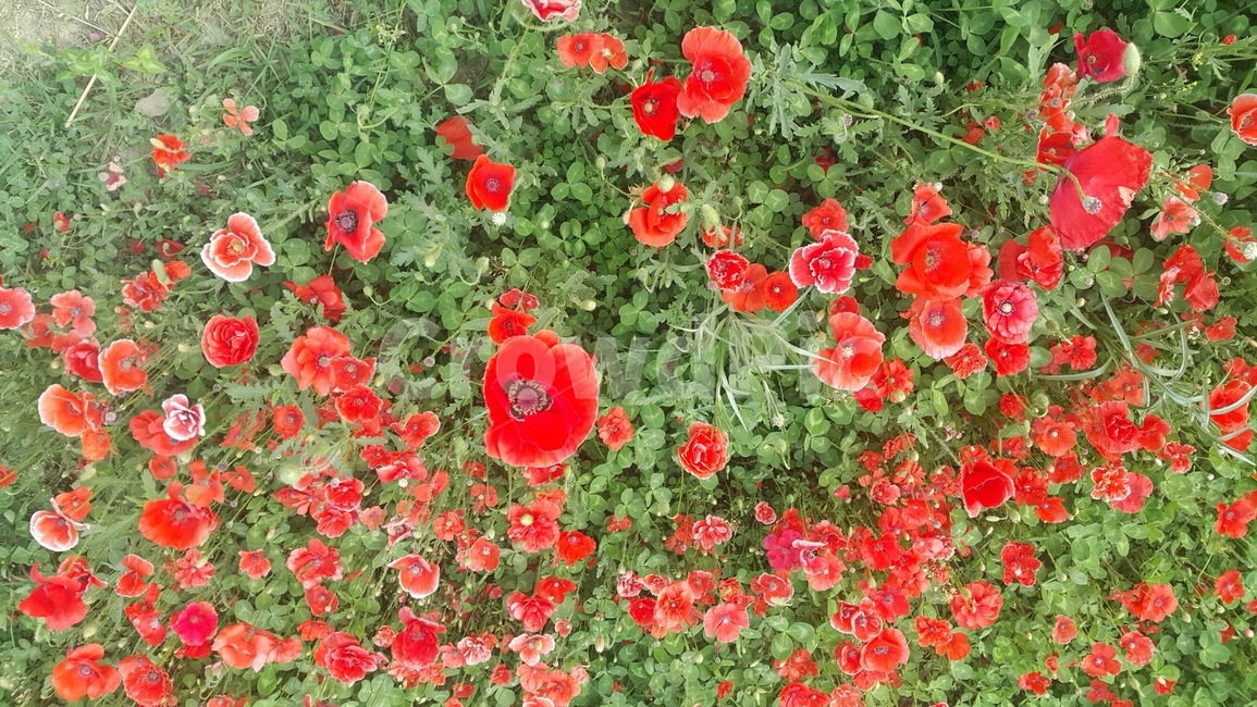 plant,식물,geranium,제라늄,blossom,꽃,flower,풍성함,봄