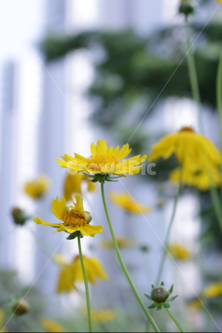 꽃,접사,들풀,감성,노랑,들판,식물,자연,plants,nature,꽃,flower