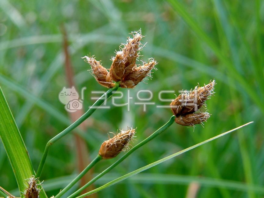 triqueter,triangle gorilla,Large snail genus,Cyperaceae,plant,wetland plants,marsh