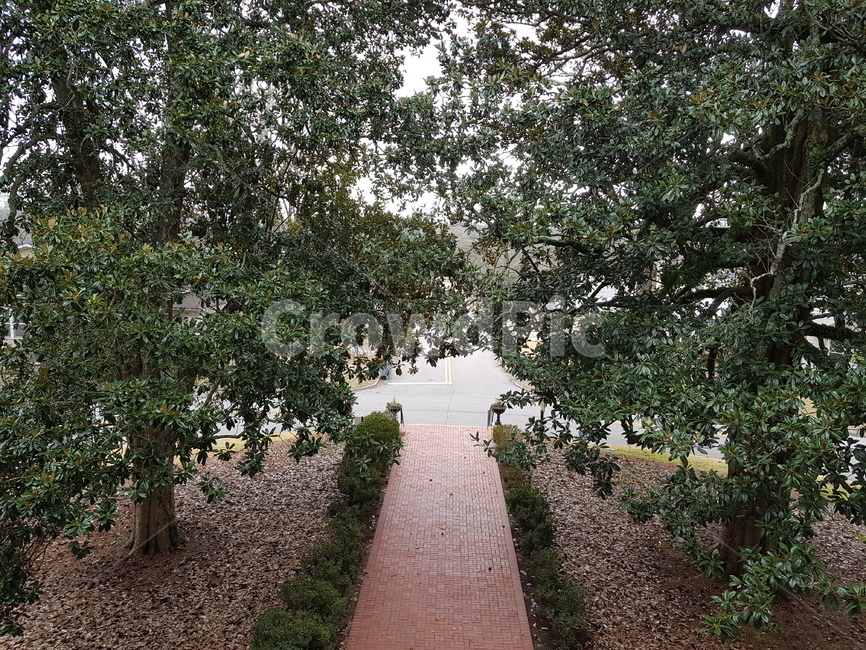 walkway,path,통로,plant,식물,tree,나무,sidewalk,보도,pavement,flagstone,판석,공원,park