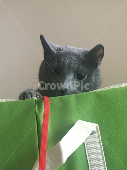 고양이,러시안블루,cat,pet,발톱,초록색