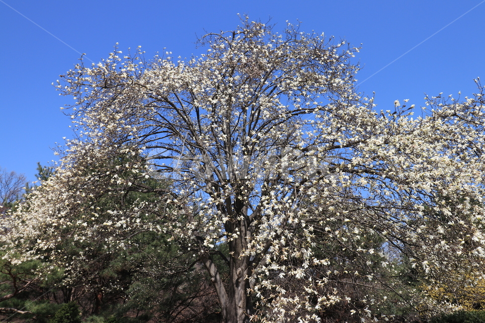 봄,꽃,목련,spring,flower,봄,계절,spring,season,식물,자연,plants,nature,나무,trees,wood,tree,plant,tree trunk,나무 줄기