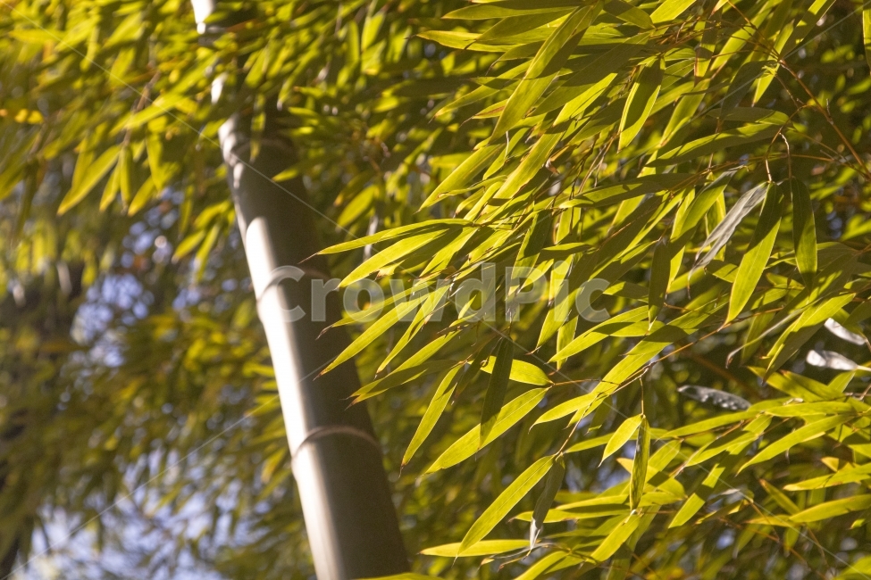 풍경,여행,대나무,담양,감성,식물,자연,plants,nature