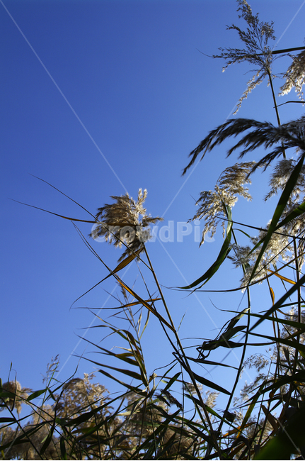 autumn,가을,식물,억새,하늘,가을,계절,fall,autumn,season,식물,자연,plants,nature,plant,grass,잔디