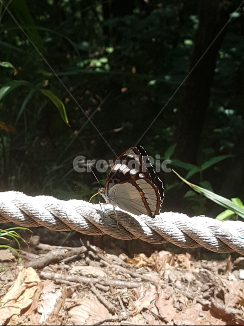 나비,산책,등산,여유,자연